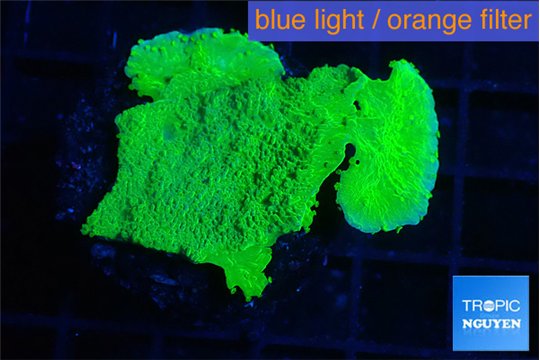 Montipora green cap 3-4 cm WYSIWYG acclimaté