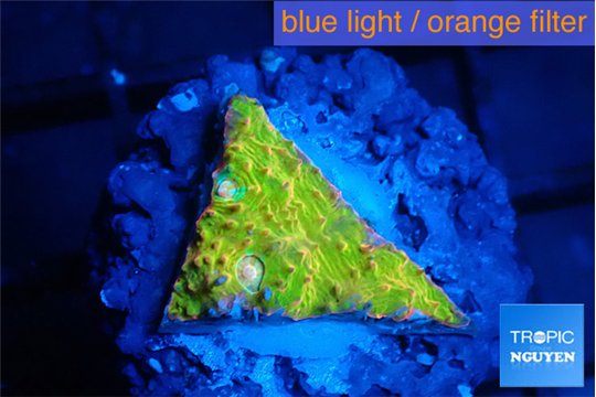 Echinophyllia sugar cookie 1-2 cm WYSIWYG acclimaté