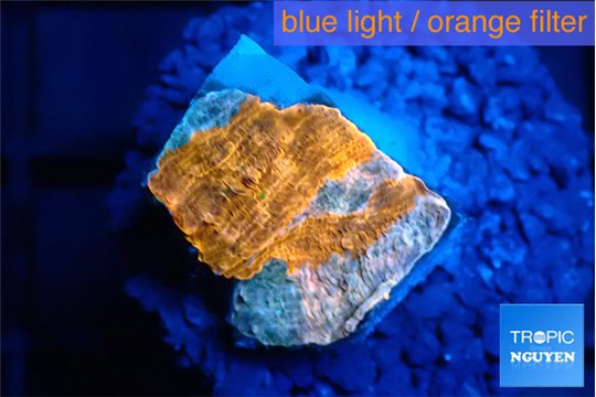 Echinophyllia calypso 1 cm WYSIWYG acclimaté