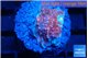Echinophyllia candy swirl 1-2 cm WYSIWYG acclimaté