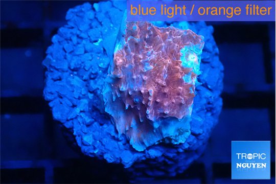 Echinophyllia candy swirl 1-2 cm WYSIWYG acclimaté