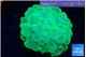 Plerogyra green 6-12 cm WYSIWYG acclimaté