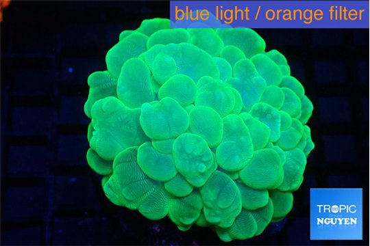 Plerogyra green 6-12 cm WYSIWYG acclimaté