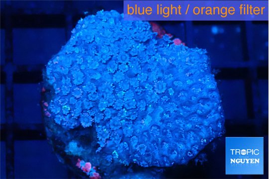 Goniopora rainbow 6-11 cm WYSIWYG acclimaté