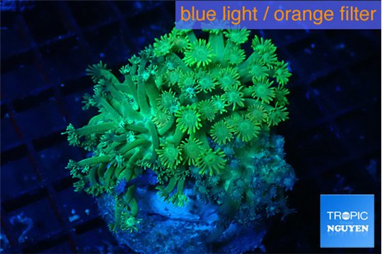 Goniopora green golden tips 4-9 cm WYSIWYG acclimaté