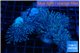 Sarcophyton multi body & long white polyps 8-14 cm WYSIWYG acclimaté