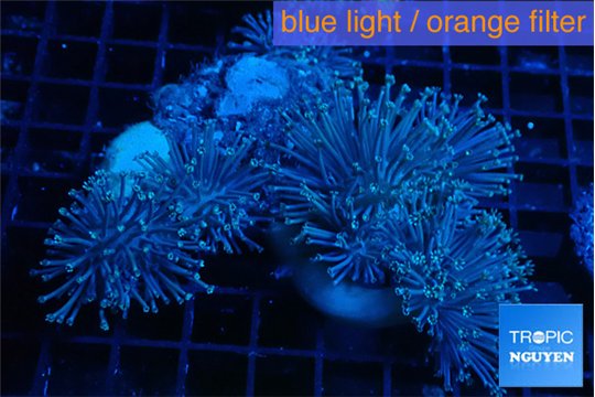 Sarcophyton multi body & long white polyps 8-14 cm WYSIWYG acclimaté