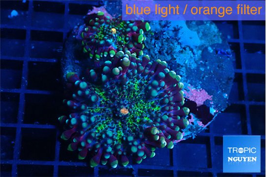 Ricordea yuma green & purple 2 polyps WYSIWYG acclimaté