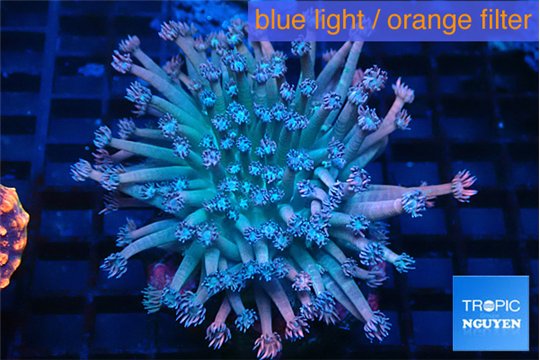 Goniopora rainbow 5-9 cm WYSIWYG acclimaté