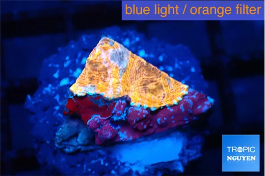 Echinophyllia calypso 1-2 cm WYSIWYG acclimaté