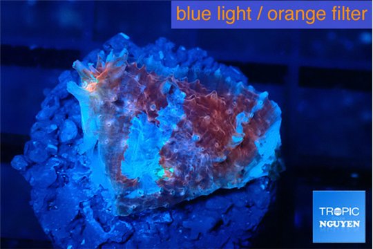 Echinophyllia candy swirl 1-2 cm WYSIWYG acclimaté