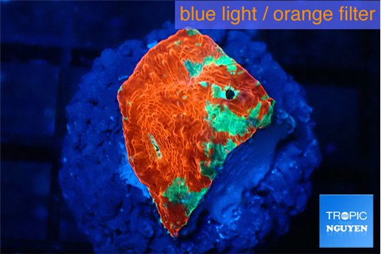 Echinophyllia tropic thunder 1-2 cm WYSIWYG acclimaté