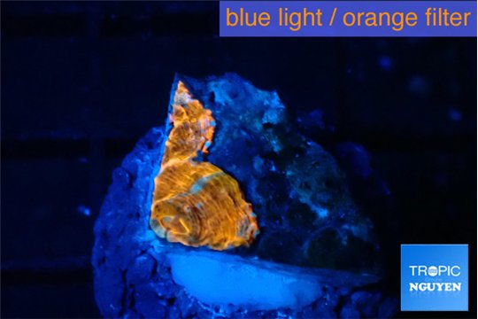 Echinophyllia calypso 1 cm WYSIWYG acclimaté