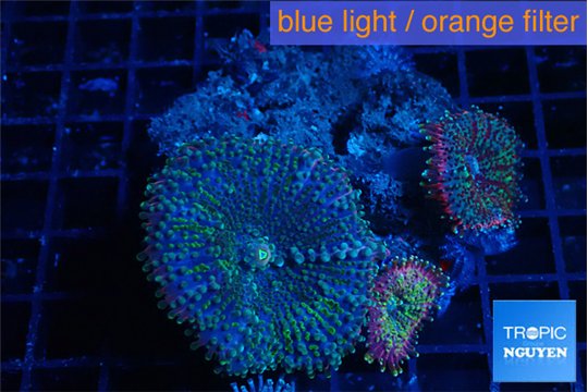 Ricordea yuma green & purple 3 polyps WYSIWYG acclimaté