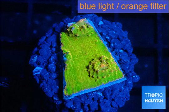 Echinophyllia sugar cookie 1-2 cm WYSIWYG acclimaté
