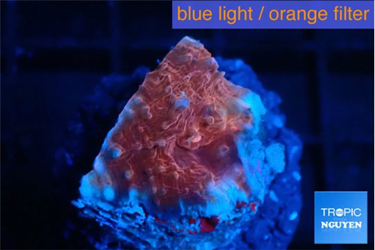 Echinophyllia candy swirl 1-2 cm WYSIWYG acclimaté