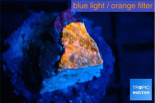 Echinophyllia calypso 1 cm WYSIWYG acclimaté