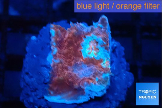 Echinophyllia candy swirl 1-2 cm WYSIWYG acclimaté