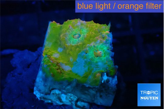 Echinophyllia sugar cookie 1-2 cm WYSIWYG acclimaté