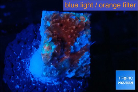 Echinophyllia candy swirl 1-2 cm WYSIWYG acclimaté