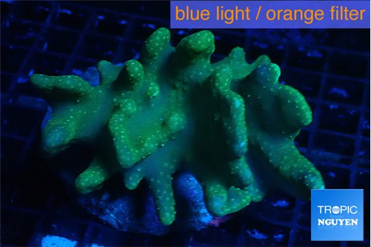 Lobophytum green body 7-12 cm WYSIWYG acclimaté