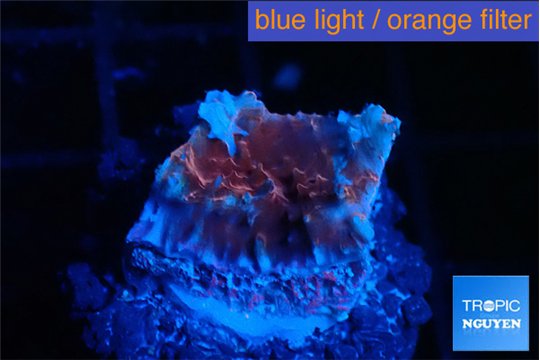 Echinophyllia candy swirl 1 cm WYSIWYG acclimaté