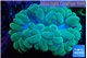 Plerogyra green 6-12 cm WYSIWYG acclimaté