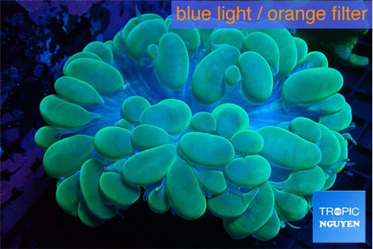 Plerogyra green 6-12 cm WYSIWYG acclimaté