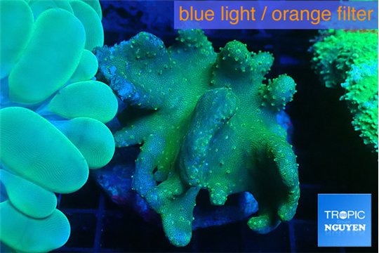 Lobophytum green body 7-12 cm WYSIWYG acclimaté