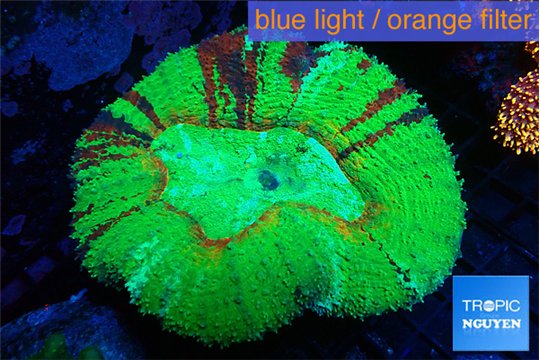 Lobophyllia green apple 6-9 cm WYSIWYG acclimaté