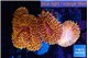 Lobophyllia sunset premium 8-14 cm WYSIWYG acclimaté