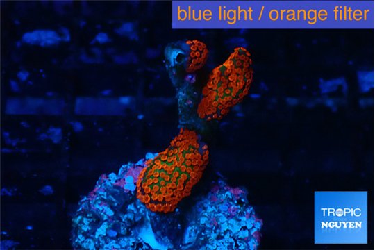 Montipora digitata red damaged 1-3 cm WYSIWYG acclimaté