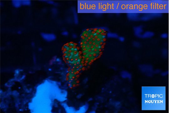 Montipora digitata red damaged 1-3 cm WYSIWYG acclimaté