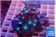 Clavularia papaya green purple 4-7 cm WYSIWYG acclimaté