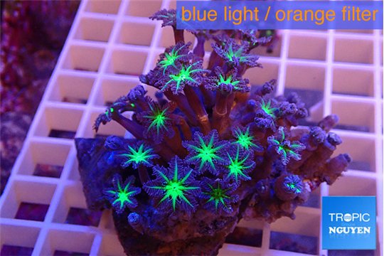 Clavularia papaya green purple 4-7 cm WYSIWYG acclimaté