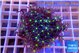 Knopia jasmine polyps 4-5 cm WYSIWYG acclimaté