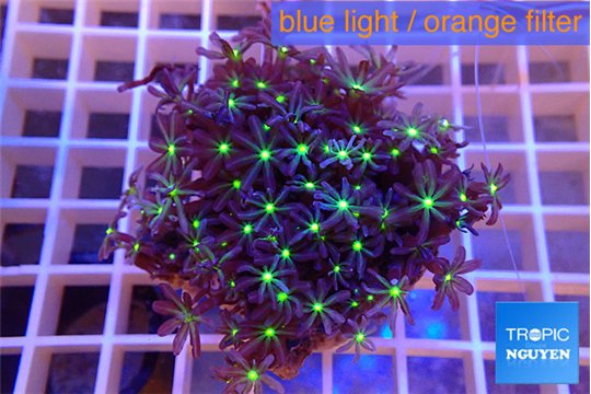 Knopia jasmine polyps 4-5 cm WYSIWYG acclimaté