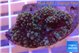 Ricordea yuma red purple 2 polyps WYSIWYG acclimaté