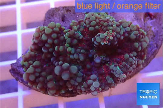 Ricordea yuma red purple 2 polyps WYSIWYG acclimaté