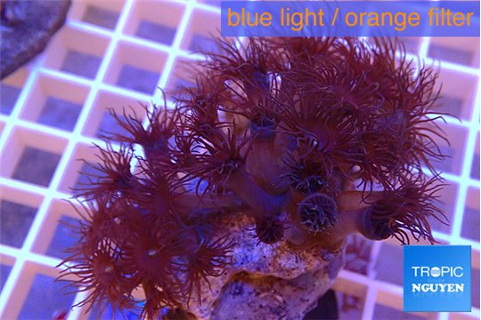 Parazoanthus gracilis yellow polyps 3-4 cm WYSIWYG acclimaté