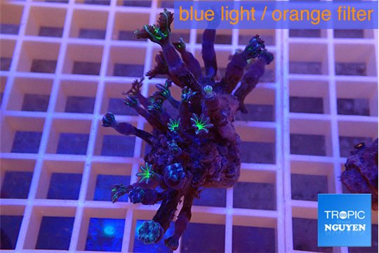 Clavularia papaya green purple 3-5 cm WYSIWYG acclimaté