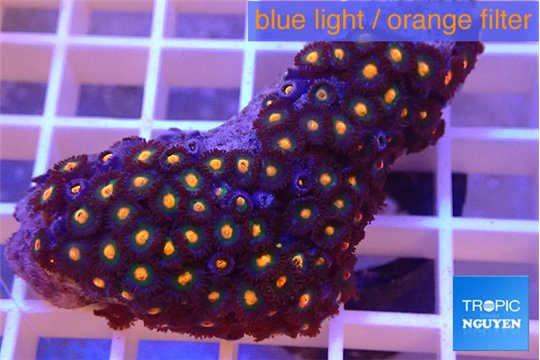 Zoanthus orange 3-5 cm WYSIWYG acclimaté