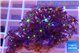 Knopia jasmine polyps 3-5 cm WYSIWYG acclimaté