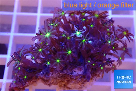 Knopia jasmine polyps 3-5 cm WYSIWYG acclimaté