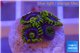 Zoanthus magic green blue 4-5 polyps WYSIWYG acclimaté