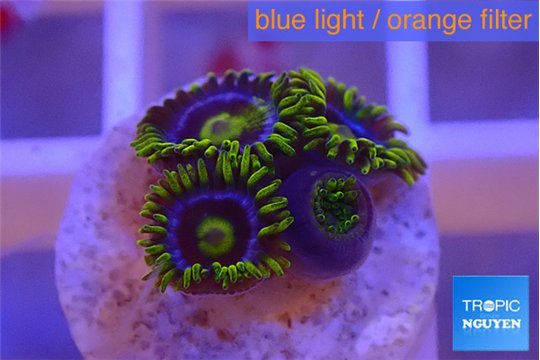 Zoanthus magic green blue 4-5 polyps WYSIWYG acclimaté