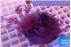 Xenia long polyps 5-8 cm WYSIWYG acclimaté