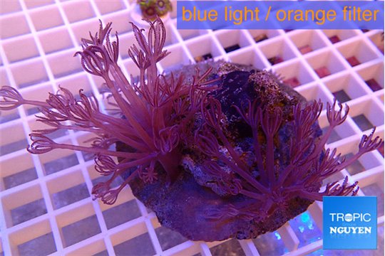 Xenia long polyps 5-8 cm WYSIWYG acclimaté