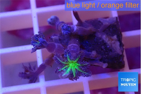 Clavularia papaya green purple 1-3 cm WYSIWYG acclimaté