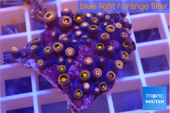 Zoanthus orange 2-4 cm WYSIWYG acclimaté